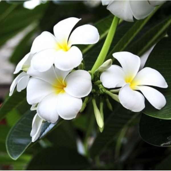 Plumeria White - Champa, Frangipani